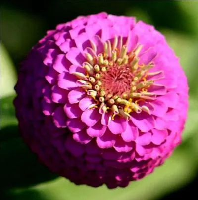 Cette trs jolie fleur semble dborder de ptales tant elles sont nombreuses et serres. La voici en rose puissant, comment s'appelle-t-elle ?