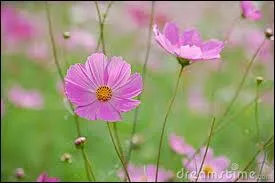 Ce sont de trs jolies fleurs, trs simples, portes par de longues tiges trs fines, et qui balancent grcieusement dans le vent. On les appelle... ?