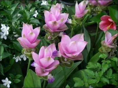 Cette fleur gnreuse et exotique, originaire d'Asie, aux trs belles fleurs roses, porte le nom de. . ?