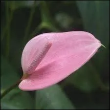 Cette fleur exotique est souvent plus connue en rouge clatant ou en vert pomme. Mais on la trouve aussi en plusieurs tons de rose, un rose saumon ou comme ici un rose plus mauve. C'est ?