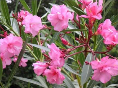 Symbole mditerranen par excellence, suavement parfum mais trs dangereux, quel est cet arbuste  fleurs d'un rose superbe ?