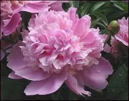 Trs symbolique des fleurs roses, voici l'une des fleurs emblmes du Japon, une fleur somptueuse aux ptales soyeux, dont la fin de floraison est aussi potique et belle que la floraison elle-mme. C'est... ?