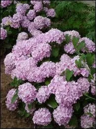 Encore une fleur rose des plus clbres, c'est l'hortensia, dont les gnreuses floraisons rondes sont composes de multiples fleurs. Pour tre rose, et non bleu, il faut le planter dans quel terrain ?