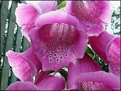 Ces lourdes clochettes sont des fleurs de grande hauteur, qui sont utiles  la mdecine, comme la plupart des plantes. C'est... ?