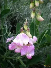 Cette petite merveille parfume est une grimpante gracile, et semble sortie de plusieurs contes de fe. C'est ?