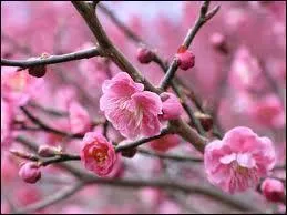 Chaque anne, le printemps couvre les arbres de fleurs, entre blanc et rose, et cre un paysage de rve. L'un des plus jolis fruitiers  cette priode, ici d'ornementation, est... ?