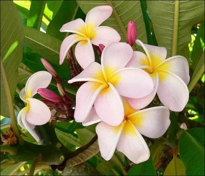C'est l'une des plus belles fleurs du monde, au parfum le plus suave, proche du jasmin. Elle pousse sur un arbre, dont on dit en Asie qu'il serait immortel. Cette plante magnifique porte le nom de ?