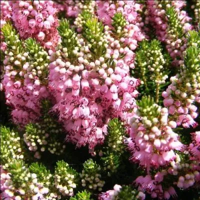 Rose ou blanche, elle couvre les landes en gnral. Victor Hugo l'a clbre  sa faon dans un pome souvenir. Quelle est cette petite fleur ?