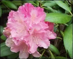 Cette magnifique fleur de montagne, qui forme des buissons splendides, existe dans toute la gamme des rouges, roses et mauves. C'est ?