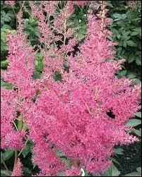 Si son nom est moins connu, cette fleur arienne et duveteuse, blanche ou rose, est frquente chez les fleuristes. Elle se nomme... ?
