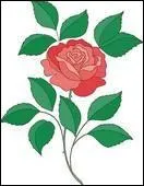 (... ) pour ta ... qui fait ta rose si importante.