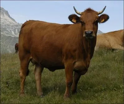 Quelle est cette race de vache ?