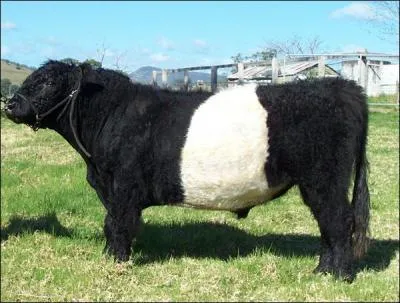 Quelle est la race de cette vache ?