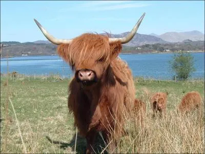 Quelle est cette vache ?