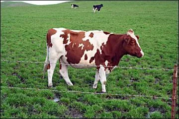 Quelle est cette vache ?