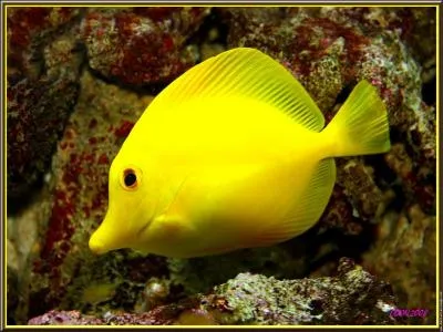 Voici  prsent mon poisson prfr, il est rare et ce vend cher. Quelle est son nom ?