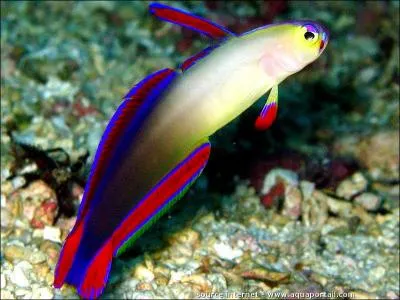 Conaissez-vous le nom de ce beau poisson ?