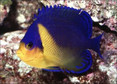 Comment s'appelle ce poisson ?