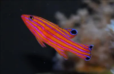 Trouvez quel est ce poisson ?