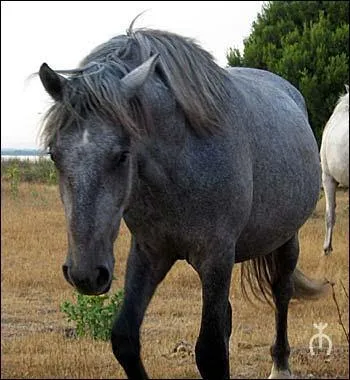 Comment est ce cheval ?