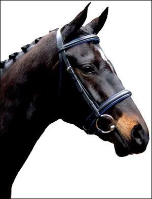 La suite de la selle dans l'autre partie. Maintenant, les diffrentes muserolles. Comment s'appelle celle-ci ?