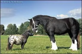 Quelle est cette race de chevaux ?