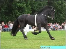 Quelle est cette race de chevaux ?