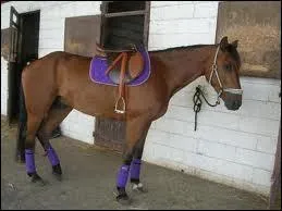 Quelle est cette race de chevaux ?