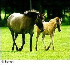 Quelle est cette race de chevaux ?