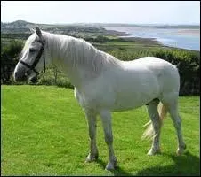 Quelle est cette race de chevaux ?