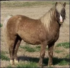 Quelle est cette race de chevaux ?