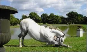 Quelle est cette race de chevaux ?