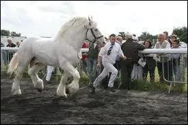 Quelle est cette race de chevaux ?