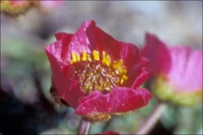 Comment s'appelle cette fleur rouge au nom qui jette un froid ?