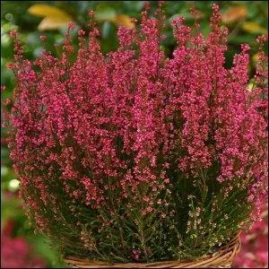 Quelle est cette fleur rouge, qui aime les sols acides et montageux ?