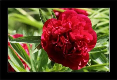 Comment s'appelle cette fleur rouge, magnifique, dont Pearl Buck a mme fait le titre d'un de ses livres ?