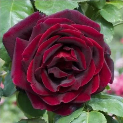 Quel est le nom de cette fleur d'un rouge profond, dont le nom est un hommage  une grande famille de rosiculteurs ?