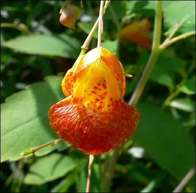 Comment s'appelle cette fleur rouge, qui d'aprs son nom, doit passer ses aprs-midis vautre sur un canap  ne rien faire et  ne pas aimer qu'on tarde  effectuer ces dsirs ?