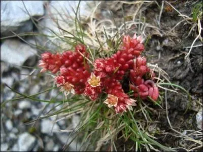 Quelle est cette fleur rouge des montagnes, dont le nom n'indique pas la couleur ?