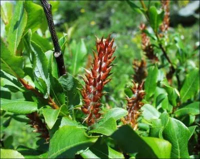 Quel est le nom de l'arbre d'o provient cette fleur rouge ?