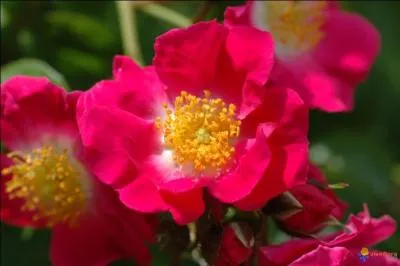 Comment s'appelle cette fleur rouge des montagnes, vraiment belle aussi dans cet tat sauvage ?