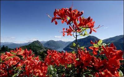 Comment s'appelle cette fleur rouge, aux nuances nombreuses, qu'on trouve dans nos montagnes ?