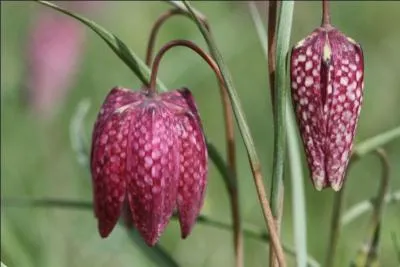 Quelle est cette fleur rouge au nom impossible, coupl  celui d'une volaille ?