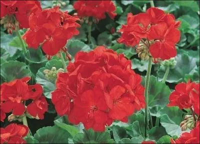 Quelle est cette fleur rouge, qui loigne, dit-on, les moustiques ?