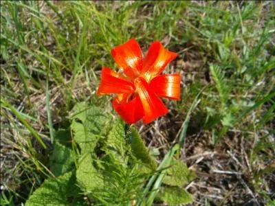 Quel est le nom de cette fleur, rouge ici, dont la famille est clbre pour son symbolisme royal ?