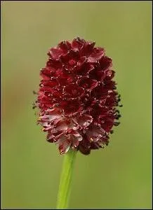 Comment s'appelle cette fleur rouge, mdicinale, et homonyme d'un prnom donnant envie aux enfants des annes 60 l'envie de rejoindre leur lit ?