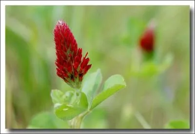 Quelle est cette fleur rouge, fort gote des herbivores ruminants, dont un membre de la famille, configur d'une certaine faon, peut mme porter bonheur ?