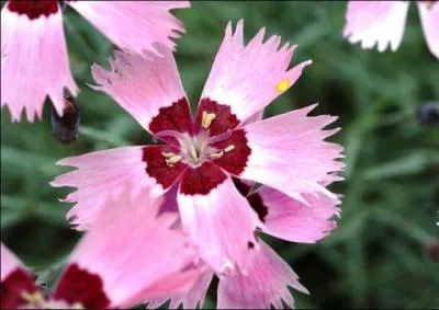 Quel est le nom de cette jolie fleur rouge qui pousse sur  la caillasse  ?