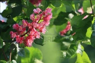 Comment s'appelle cette fleur d'arbre paisible au milieu des villages ou des cours d'cole, d'un rouge peu courant ?