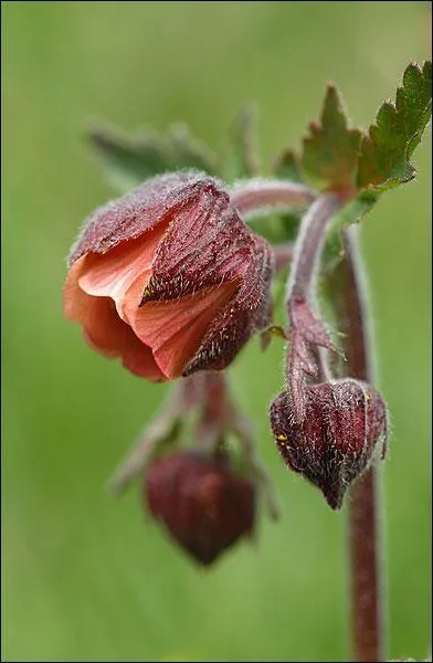Quelle est cette fleur rouge,  bnie , poussant dans les milieux aquatiques ?